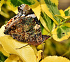 Red Admiral. Vanessa atalanta. Underside