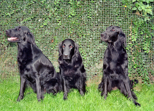 Mia, Missy & Nikita