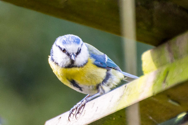 Blue Tit-DSB 2813