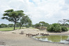 Tarangire, Zebras at the Lake