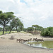 Tarangire, Zebras at the Lake