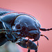 Shiny Black Beetle