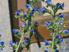 Blüten mit Hummel