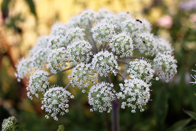 un bouquet d'été pour vous les amis