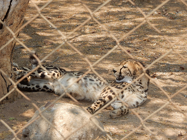 cheetah behind a fence