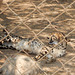 cheetah behind a fence