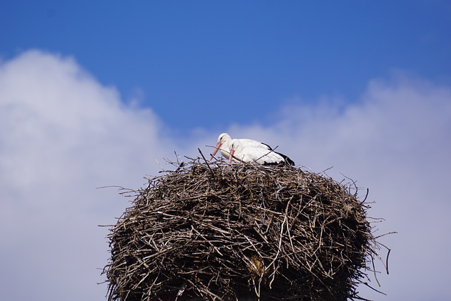 Jetzt haben die Altvögel Ruhe