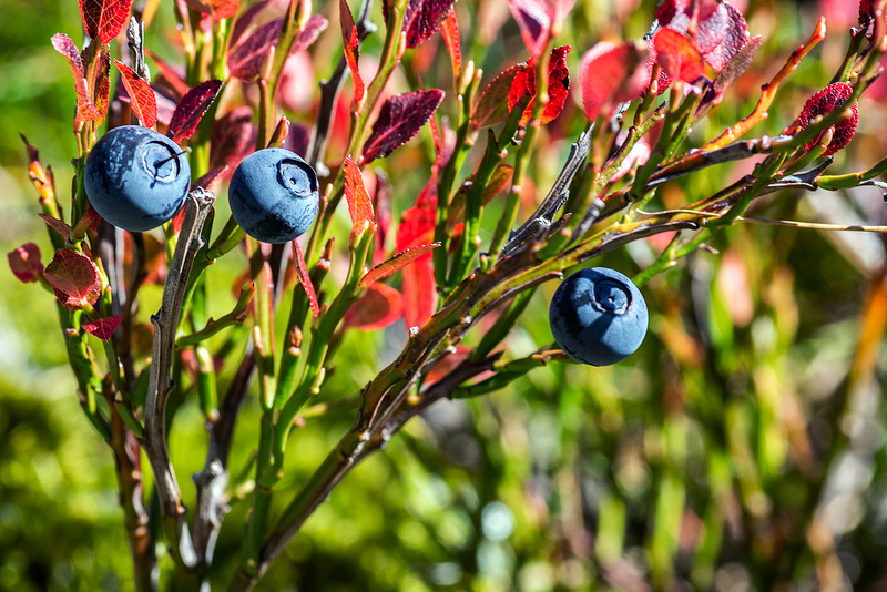 H.A.N.W.E.- with Bilberries