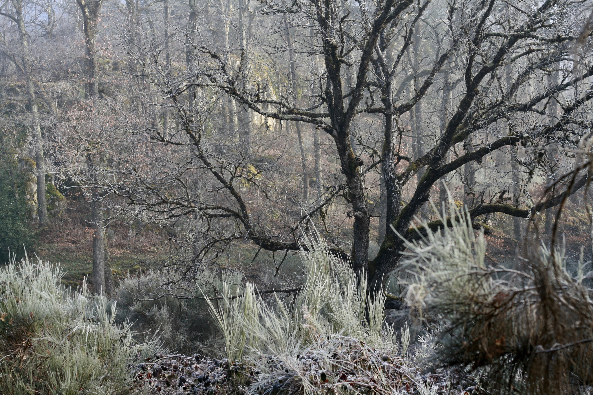 Dans les bois