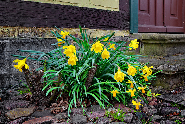 Mauerblümchen