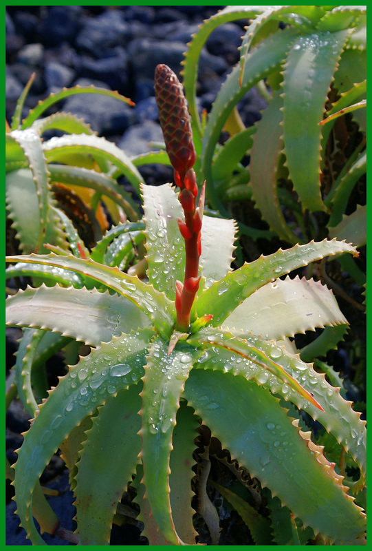 Aloe Vera... ©UdoSm