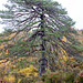 Old Scots Pine in Glen Affric