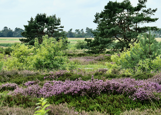 Die Heide blüht schon in großen Teilen