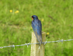 Swallow - Hirundo rustica