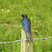 Swallow - Hirundo rustica