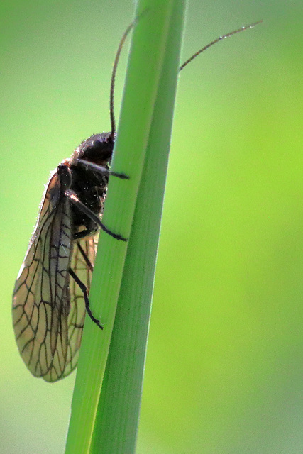 EOS 90D Peter Harriman 11 12 00 07270 commonAlderfly dpp