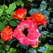 Roses du jardin