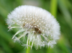 "Pusteblume"