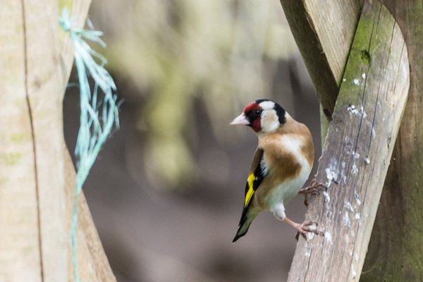 Goldfinch - DSB 2815