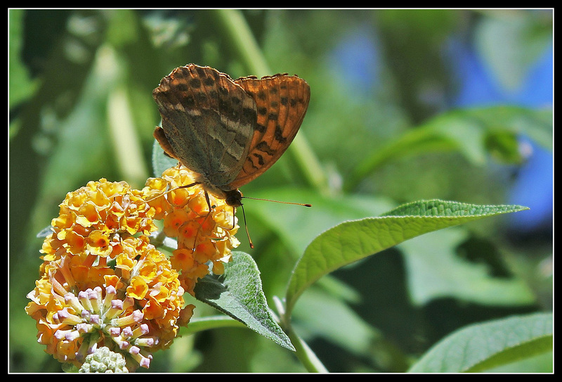 Tabac d'Espagne (4)