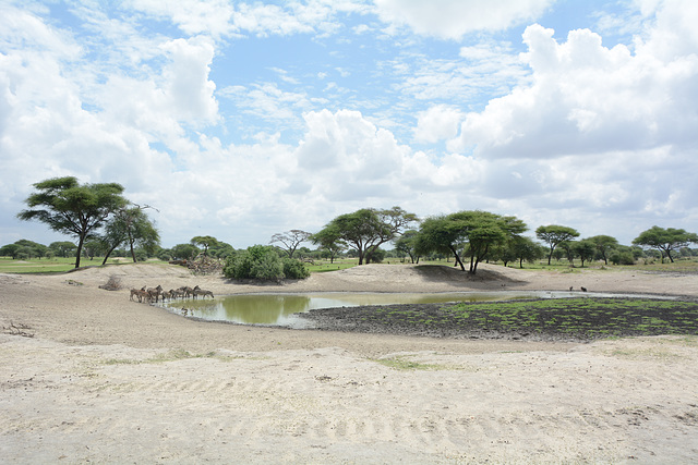 A Small Lake in the Savannah A Small Lake in the Savannah