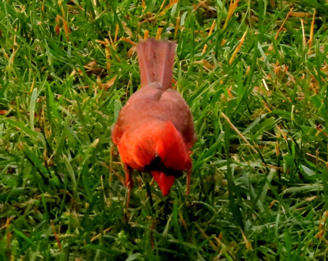 Outside our patio door