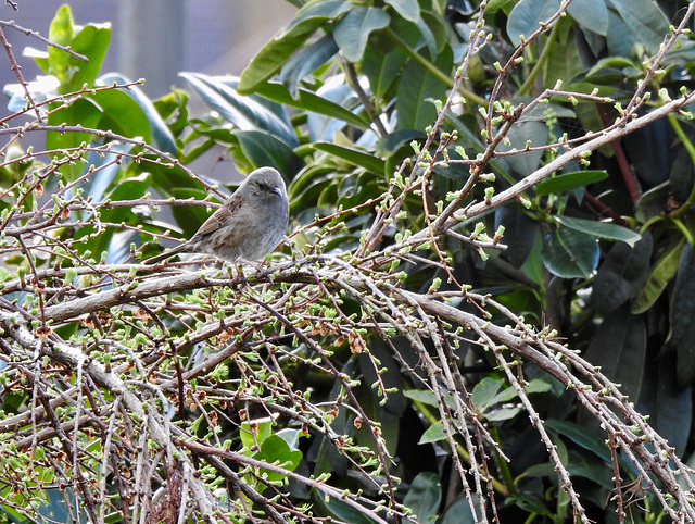 Dunnock