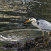 Grey Heron with an Eel