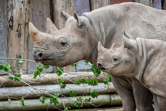 Rhino and young rhino2