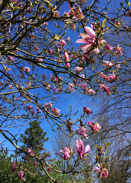 Magnolia du jardin