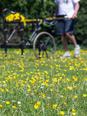 May 22: buttercups