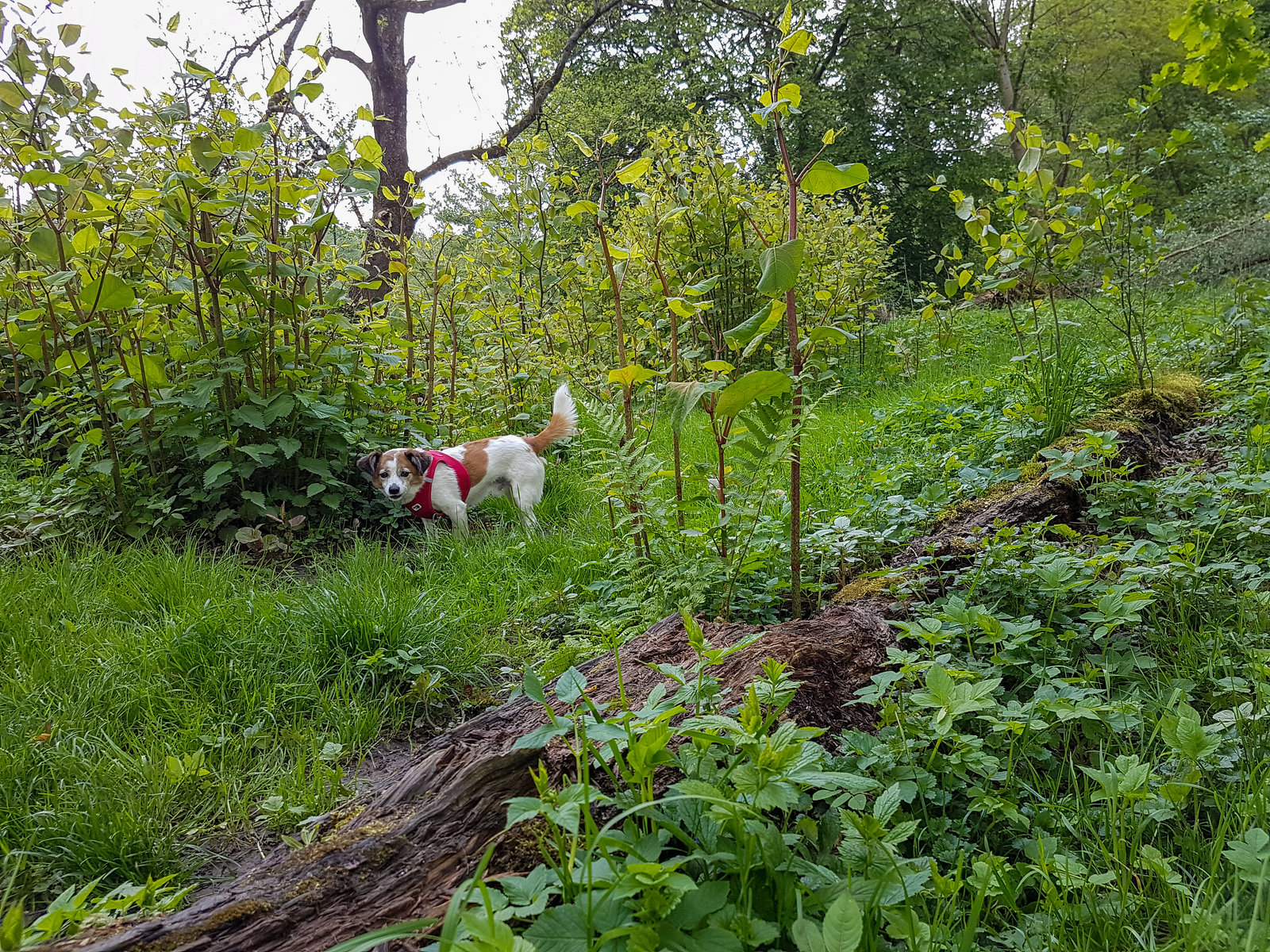 Solingen - Jack Russell Terrier Clifford