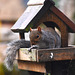 Squirrel on the bird table!