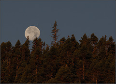 Moonset, sunrise, robins rapt