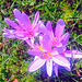 Autumn crocus (Colchicum Autumnale)