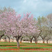 arbres de ametllers - Mandelbäume  (© Buelipix)