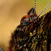 Red Admiral. Vanessa atalanta