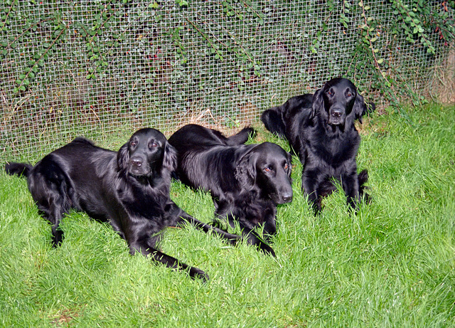 Mia, Missy & Nikita