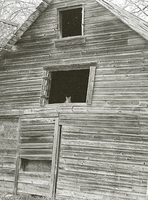 cat in a window 2