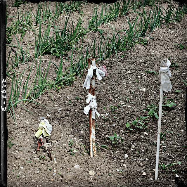 au potager