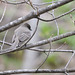 Eastern Phoebe