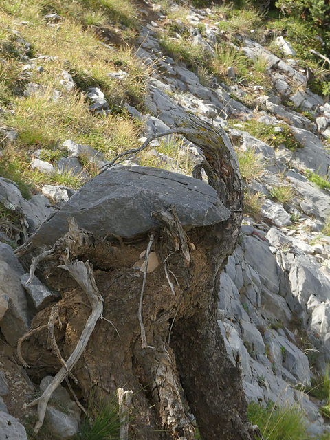 20180827 -0901 Randos Névache (Vallée de la Clarée 05) (252) al