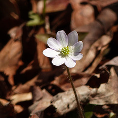 Day 2, Wildflower, Rondeau PP, Ontario