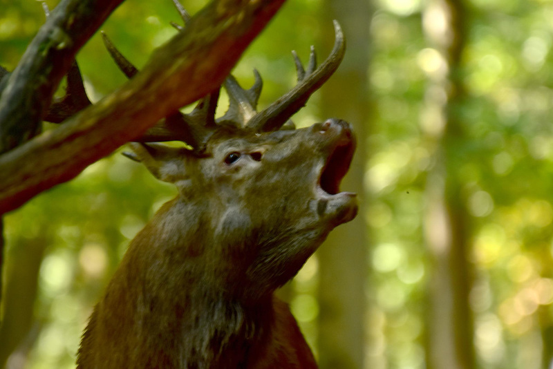 Dans nos forêts