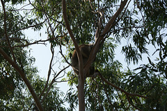 Koala On Phillip Island