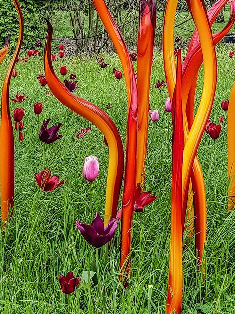 Chihuly with tulips  at Kew Gardens