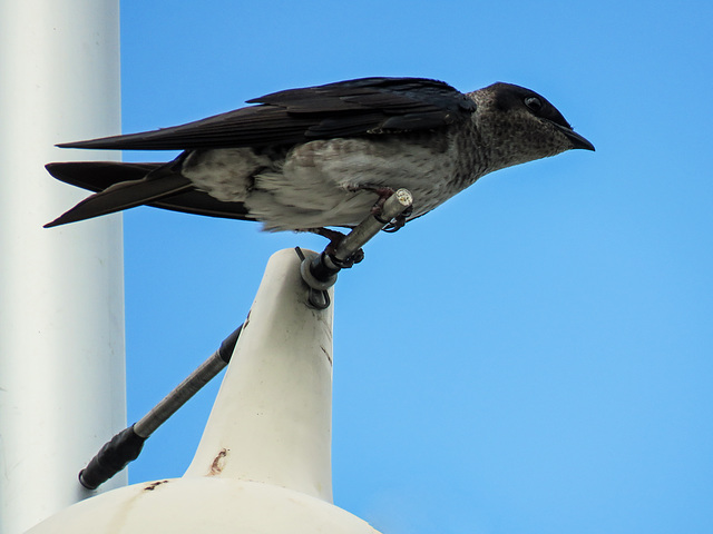 Day 6, Purple Martin / Progne subis Day 6, Purple Martin / Progne subis
