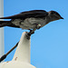 Day 6, Purple Martin / Progne subis