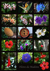 Flores da Madeira