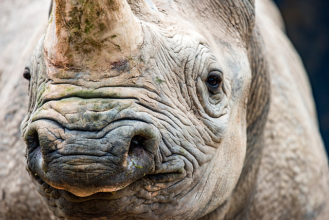 Rhino at Chester Zoo